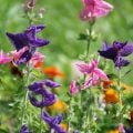 canva ペンテッドセージSalvia horminum