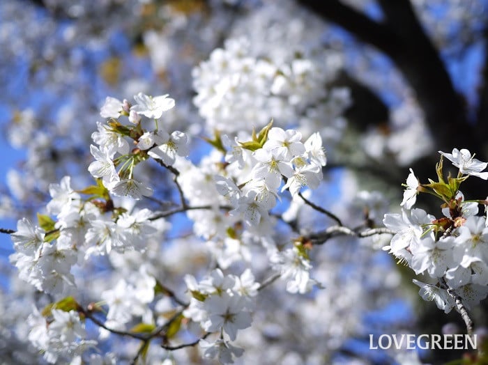 大島桜小 大島桜(オオシマザクラ)