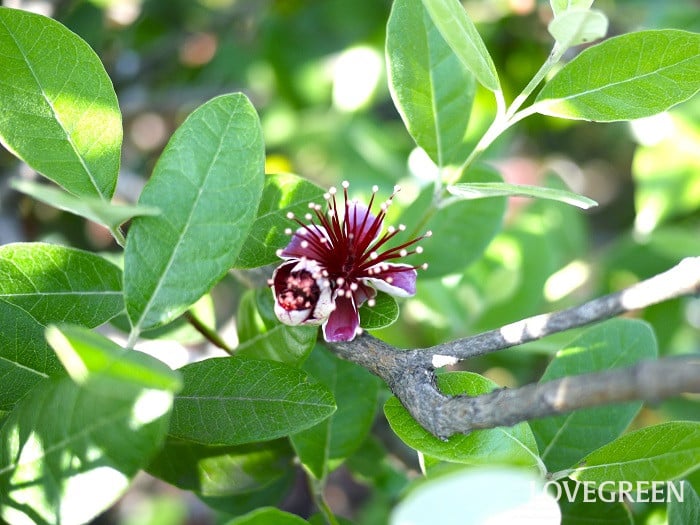 フェイジョア小 フェイジョア