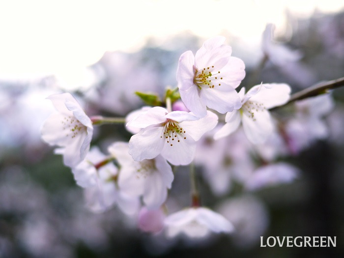 桜（サクラ）の特徴