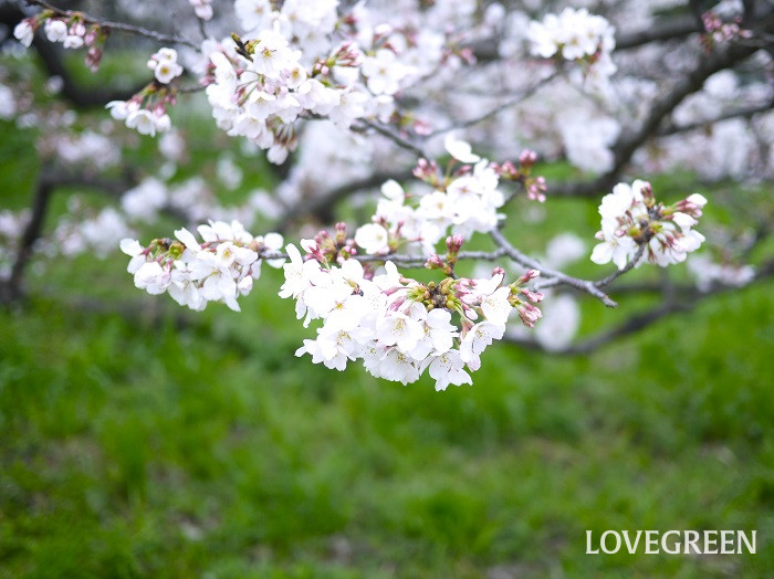 桜（サクラ）の英語の花言葉