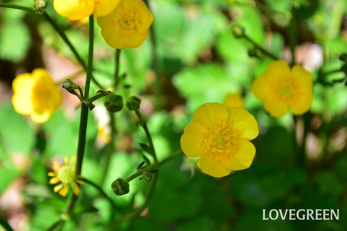 ウマノアシガタ3 ウマノアシガタ