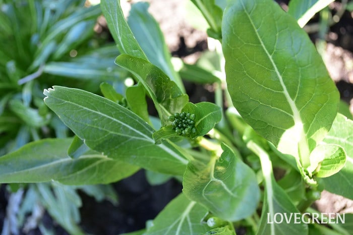 アスパラ菜 アスパラ菜 オータムポエム