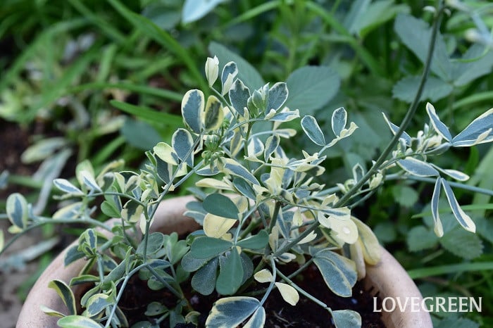 コロニラ2 コロニラ