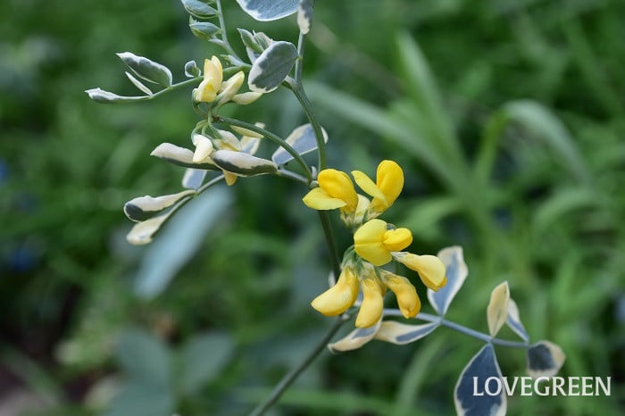 コロニラ1 コロニラ