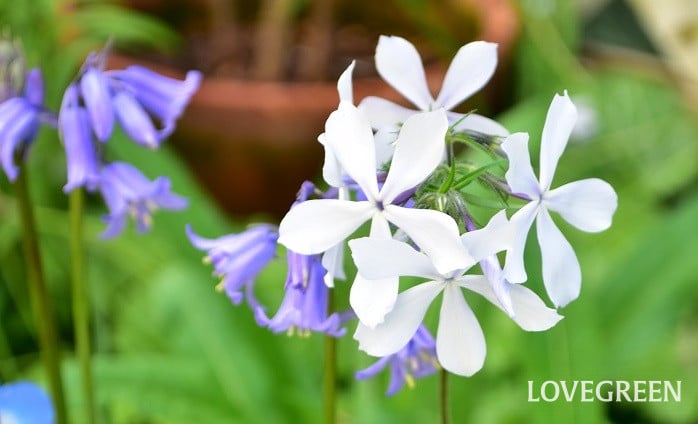 DSC_0587 宿根フロックス・ホワイトパヒューム