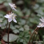 バイカオウレン