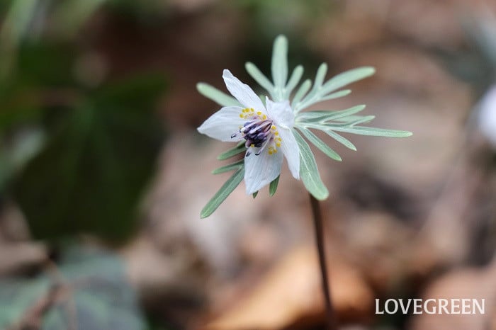 セツブンソウ セツブンソウ
