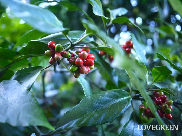 アオキ小 アオキ(アオキバ)