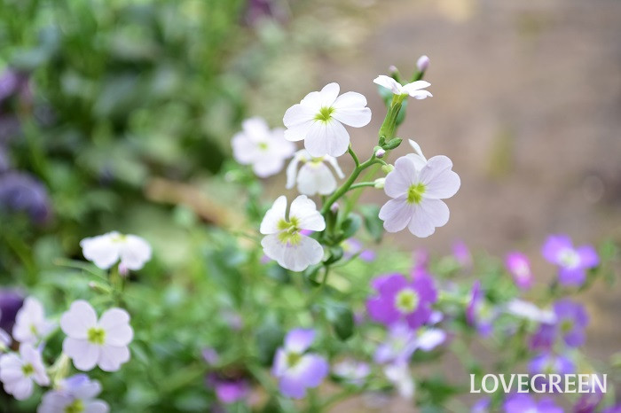 バージニアストック2 バージニアストック