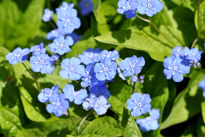 canva omphalodes verna