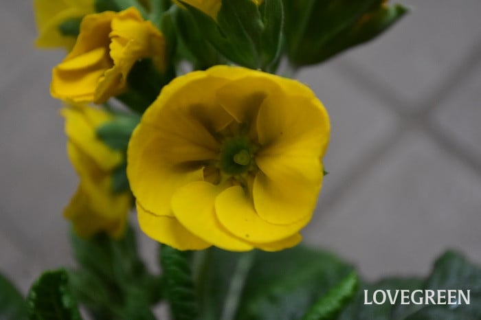 プリムラ・ポリアンサ3 プリムラ・ポリアンサ