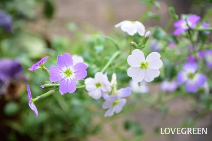 バージニアストック4 バージニアストック