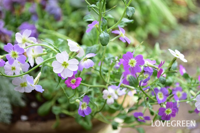 バージニアストック3 バージニアストック