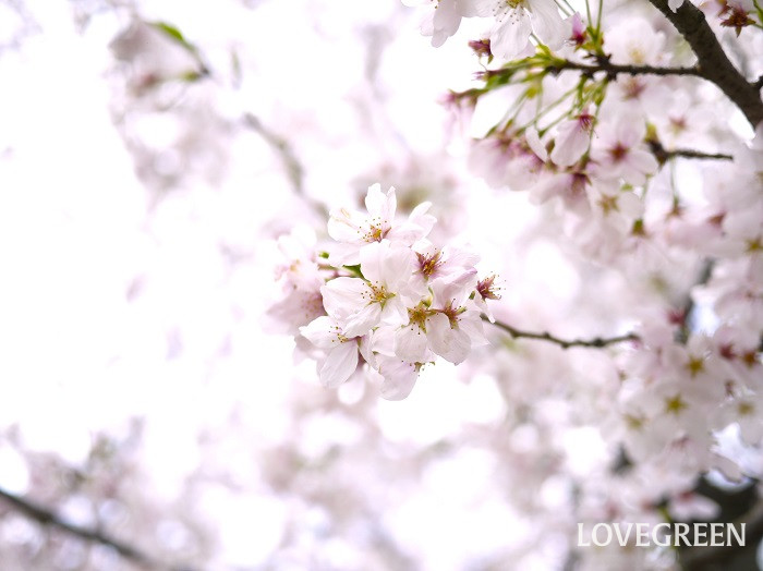 ソメイヨシノ小 春に咲く木の花