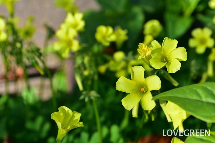 オキザリス1 オキザリス