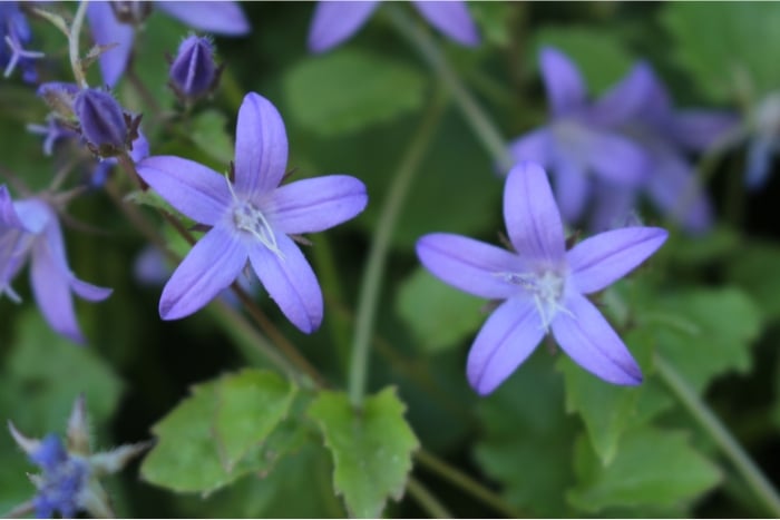 canva カンパニュラアルペンブルー2Campanula poscharskyana