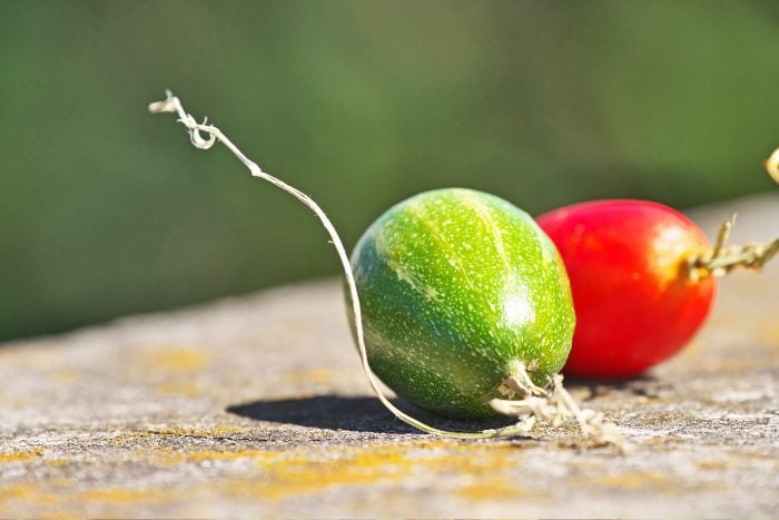 Canva画像　カラスウリ