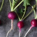 ラディッシュ