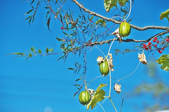 Canva画像　カラスウリ