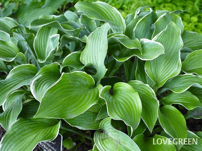 ギボウシ小 リーフプランツとは?