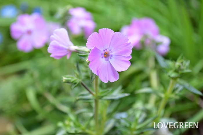 フロックストロット1 フロックストロット