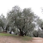 小豆島オリーブ園 道の駅小豆島オリーブ公園
