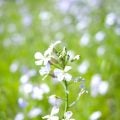 春の植物一覧