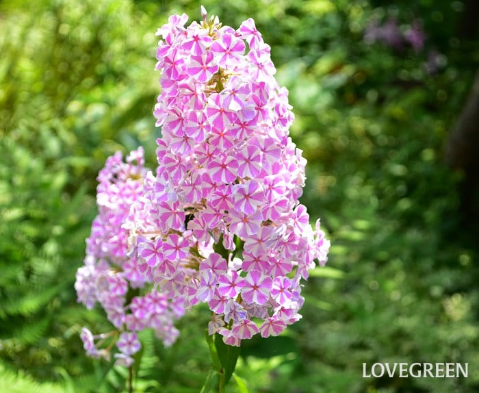 宿根フロックス フロックス