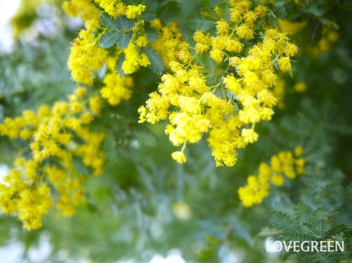 ミモザ3小 ミモザの鉢植え|基本情報や種類