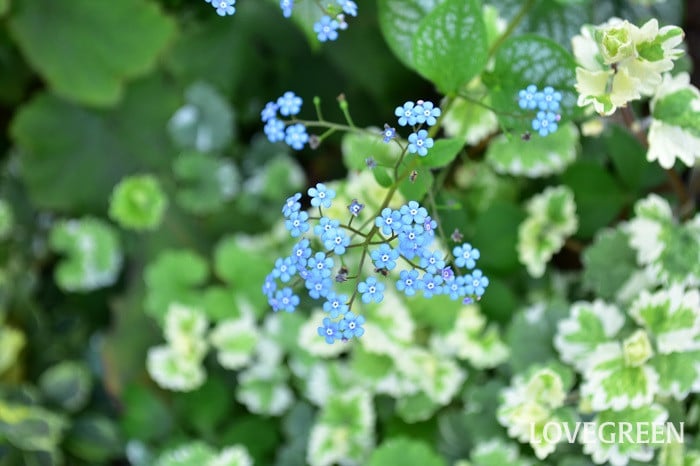 ブルンネラ1 ブルンネラ