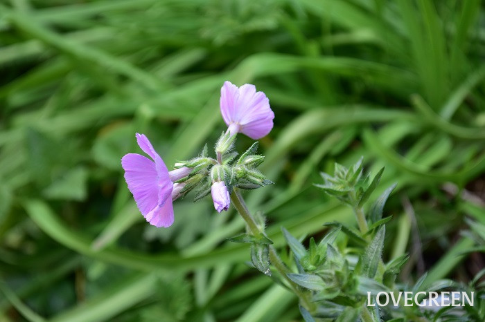 フロックストロット2 フロックストロット
