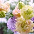 トルコキキョウとは?花の色や特徴、名前の由来。