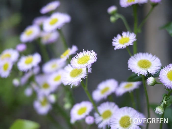 ヒメジョオン小 ヒメジョオン