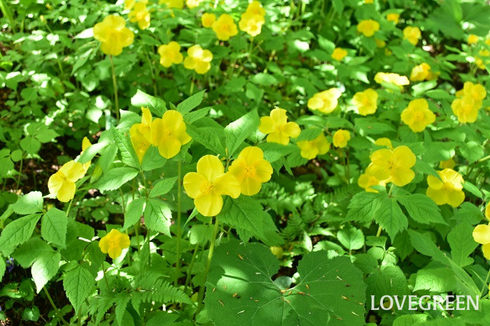 ヤマブキソウ1 ヤマブキソウ