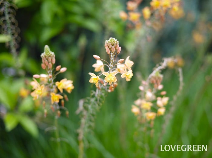 ハナアロエ小 ハナアロエ