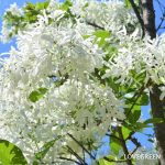 ヒトツバタゴ(ナンジャモンジャの木)