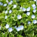 オオイヌノフグリとは?名前の由来や花言葉、ネモフィラとの違いも紹介