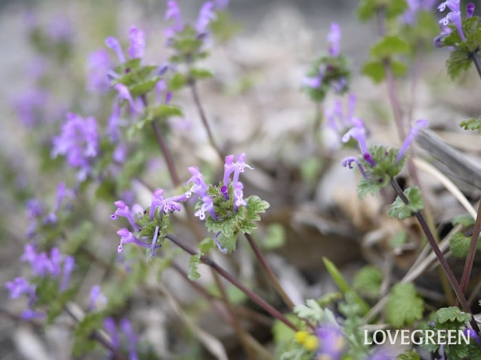 ホトケノザ小 ホトケノザ