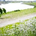 多摩川で見られる野草と雑草一覧