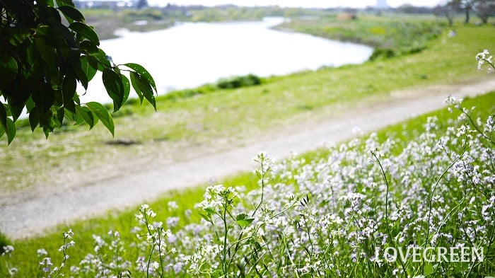 多摩川で見られる野草と雑草一覧