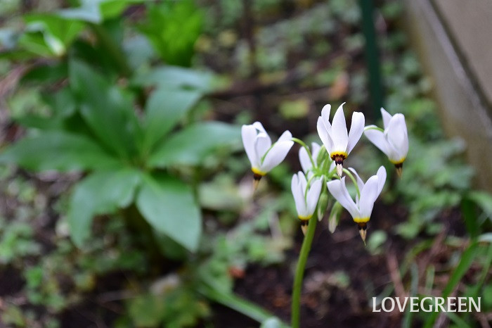 canva ドデカテオン・メディア3 ドデカテオン・メディア