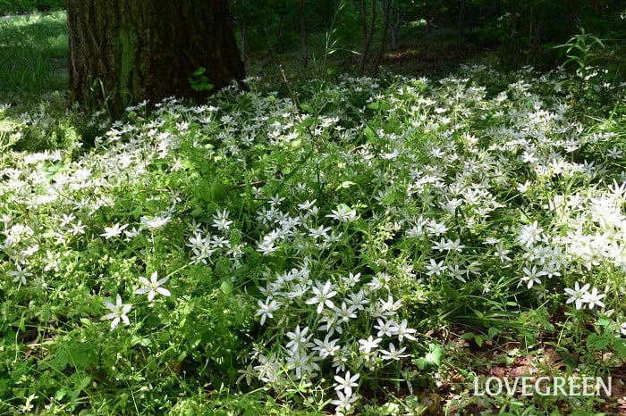 オオアマナ2 オオアマナ