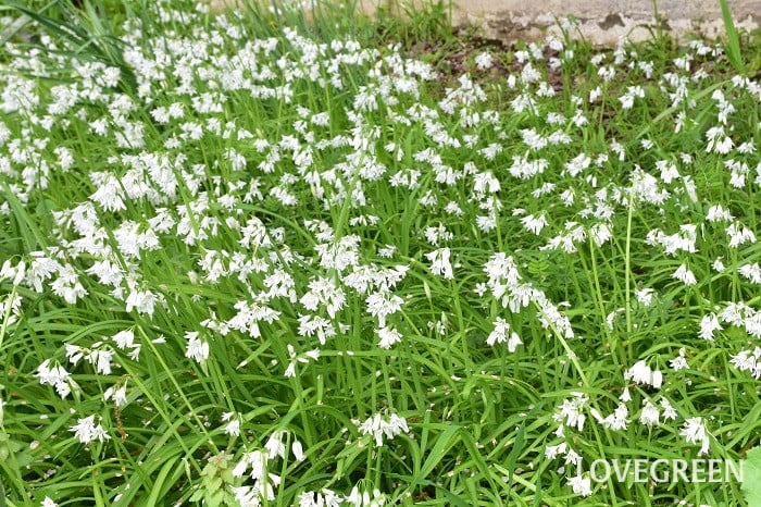 アリウム・トリケトラム2 アリウム・トリケトラム1