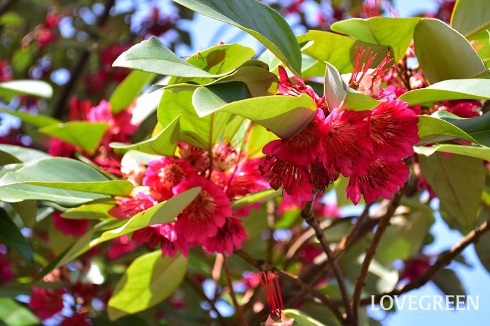 ロドレイア ロドレイア