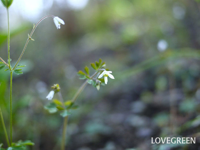ヒメウズ小 ヒメウズ