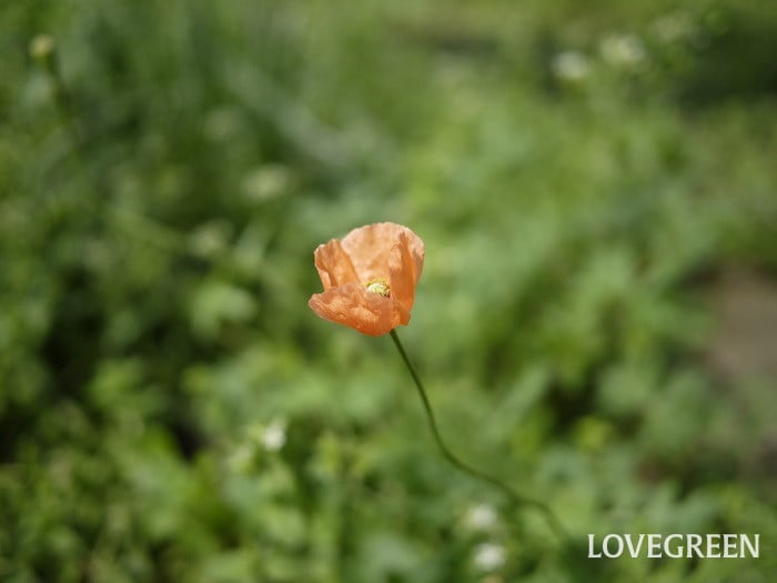 ナガミヒナゲシ小 ナガミヒナゲシ