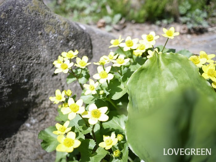 リュウキンカ2小 リュウキンカ