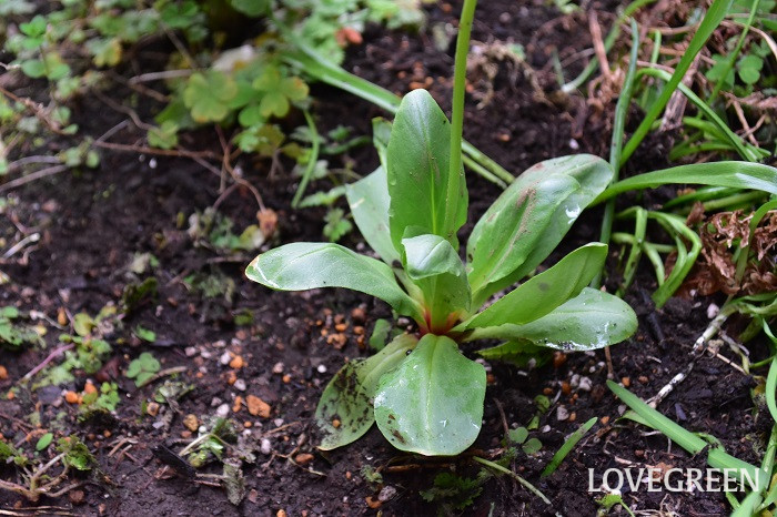 canva ドデカテオン・メディア4 ドデカテオン・メディア