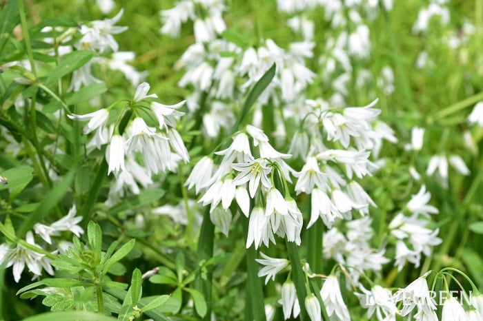 アリウム・トリケトラム3 アリウム・トリケトラム1